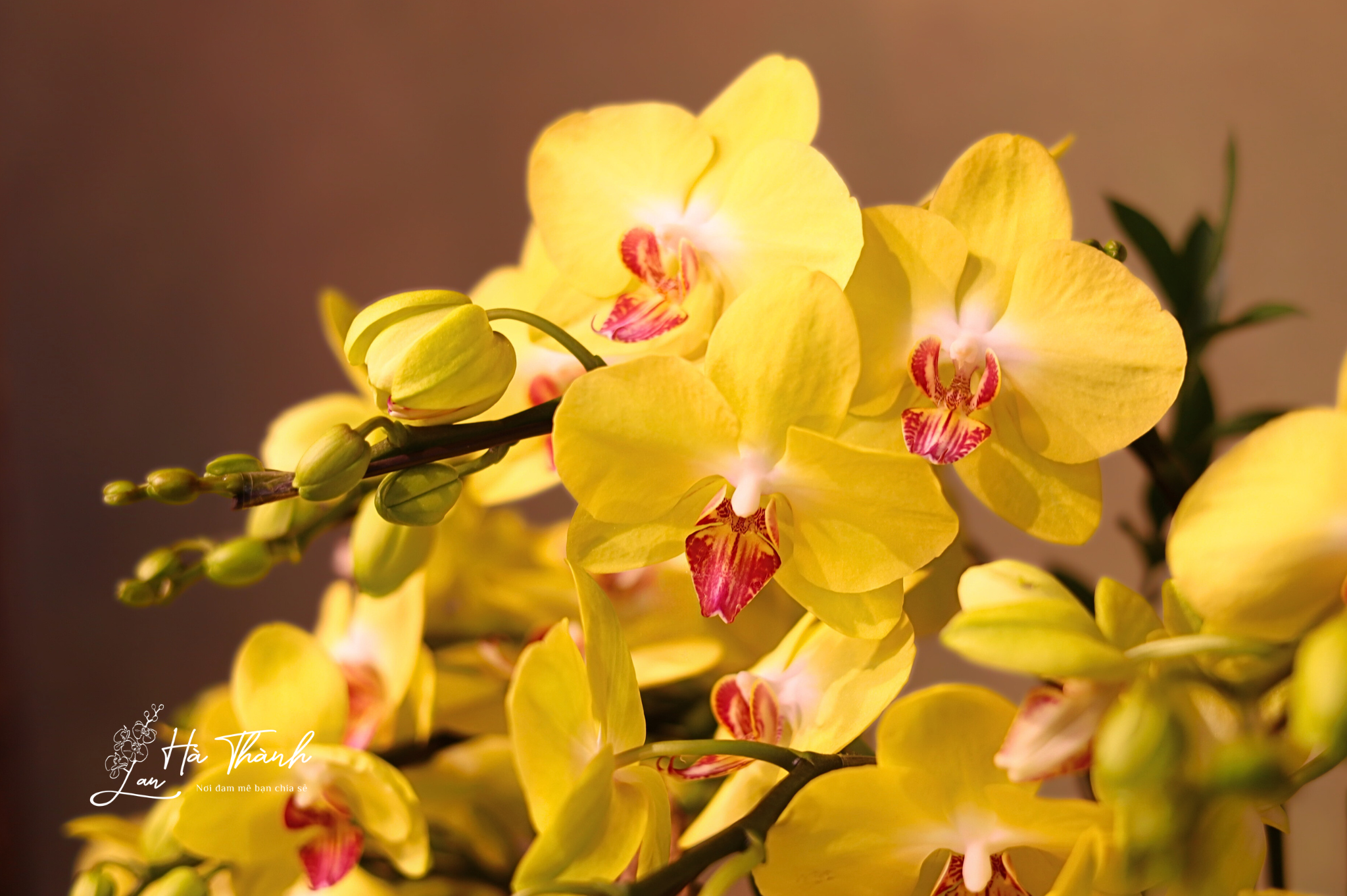 Chậu Lan Hồ Điệp Vàng Hoàng Kim – Khởi Đầu Thịnh Vượng Tại Lan Hà Thành